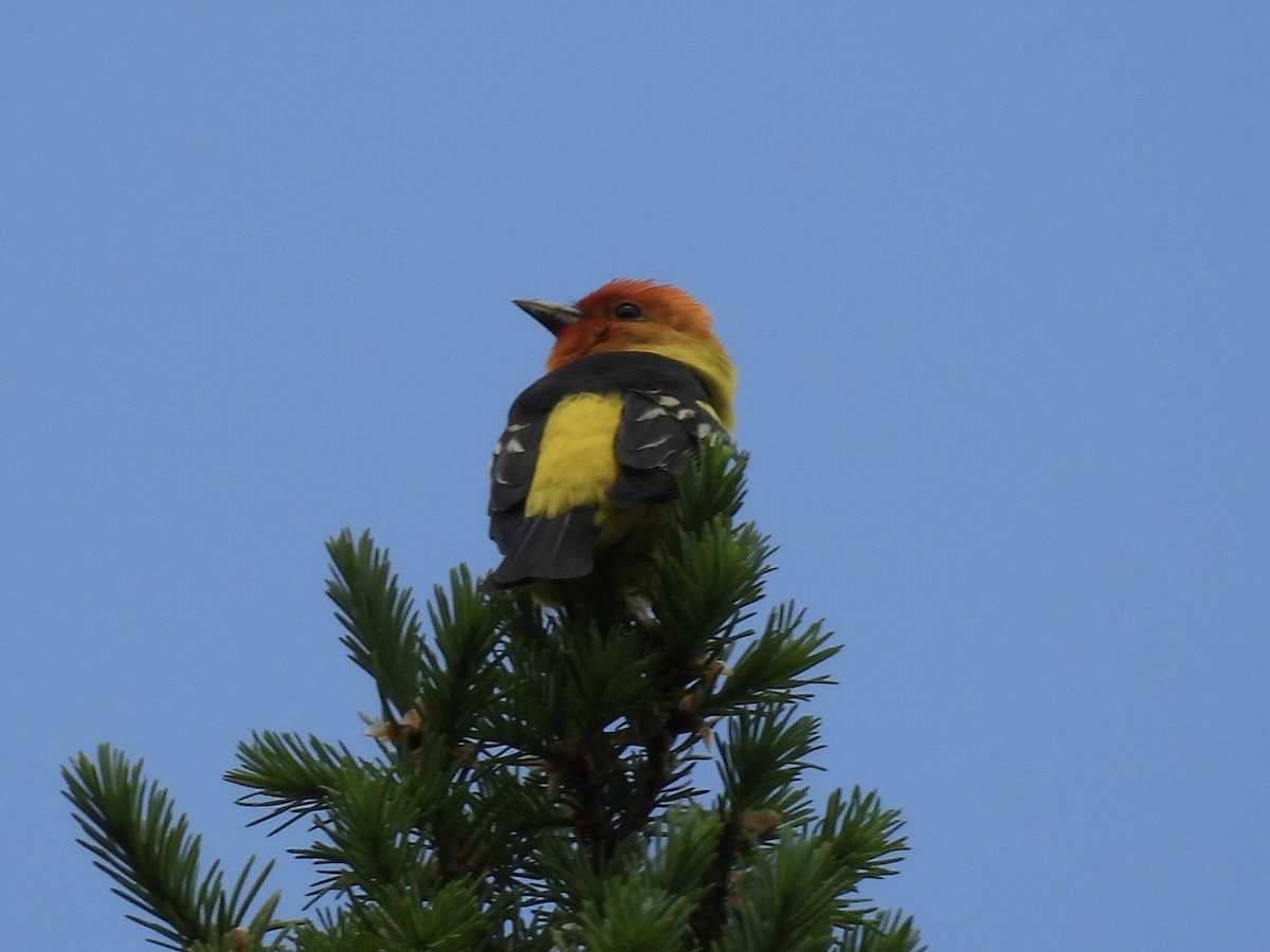 Western Tanager - ML620342842