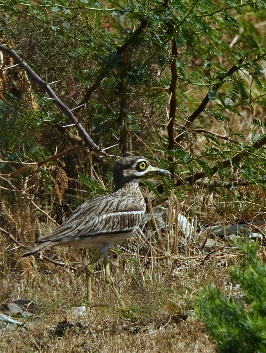 Indian Thick-knee - ML620342865