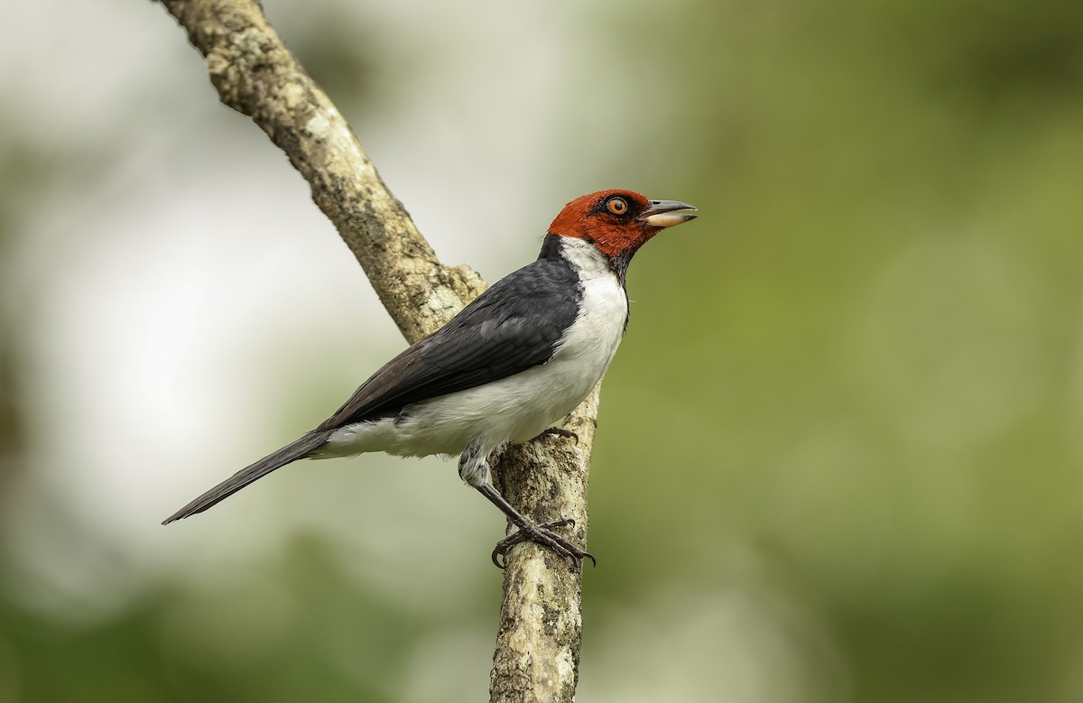 Red-capped Cardinal (Red-capped) - ML620342875