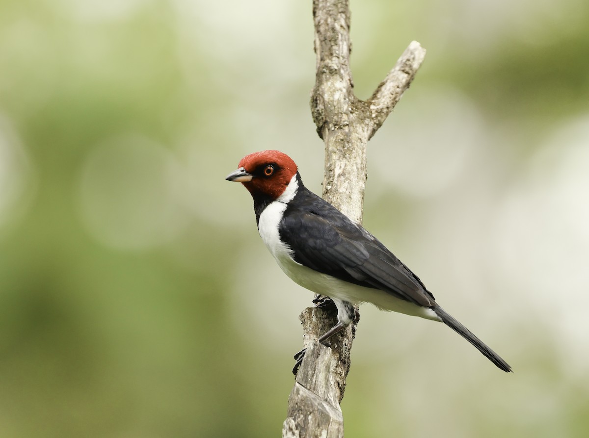 Red-capped Cardinal (Red-capped) - ML620342876