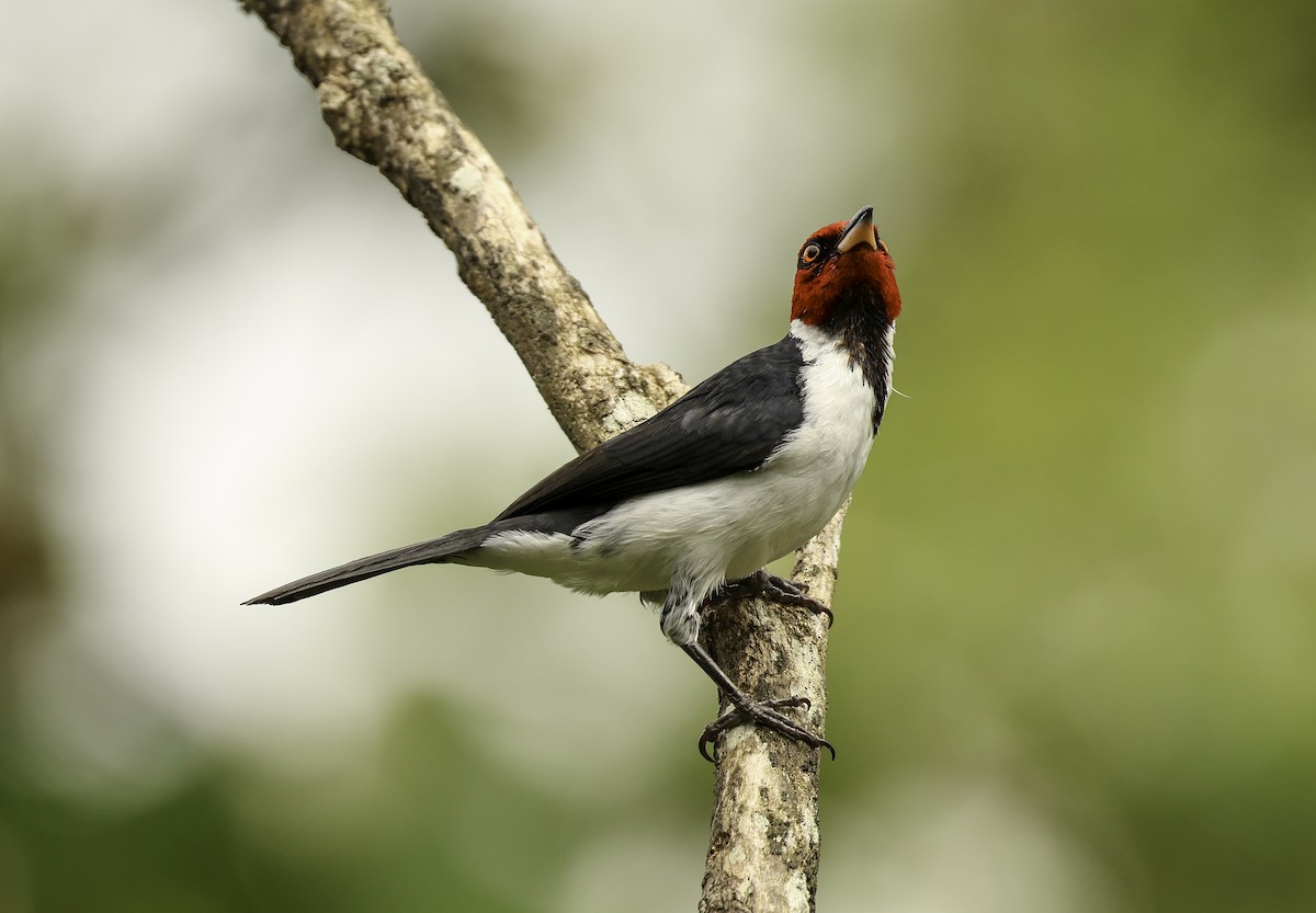 Red-capped Cardinal (Red-capped) - ML620342878