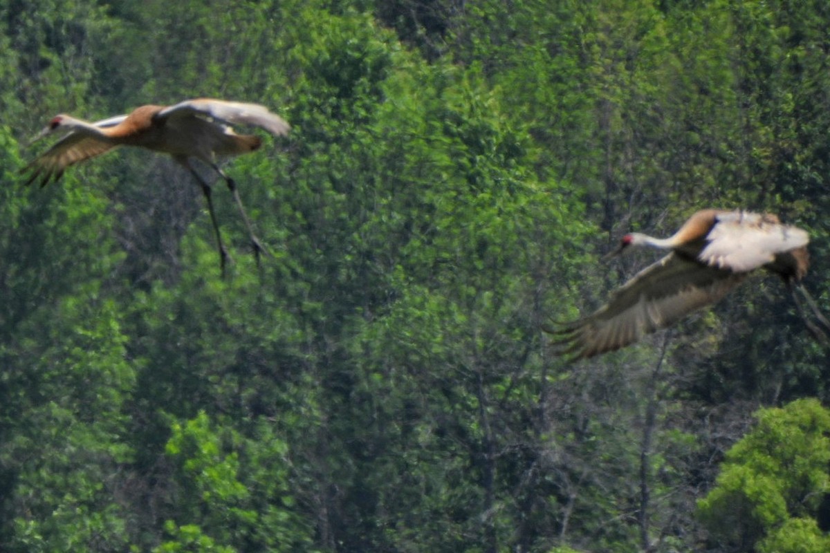 Sandhill Crane - ML620342886