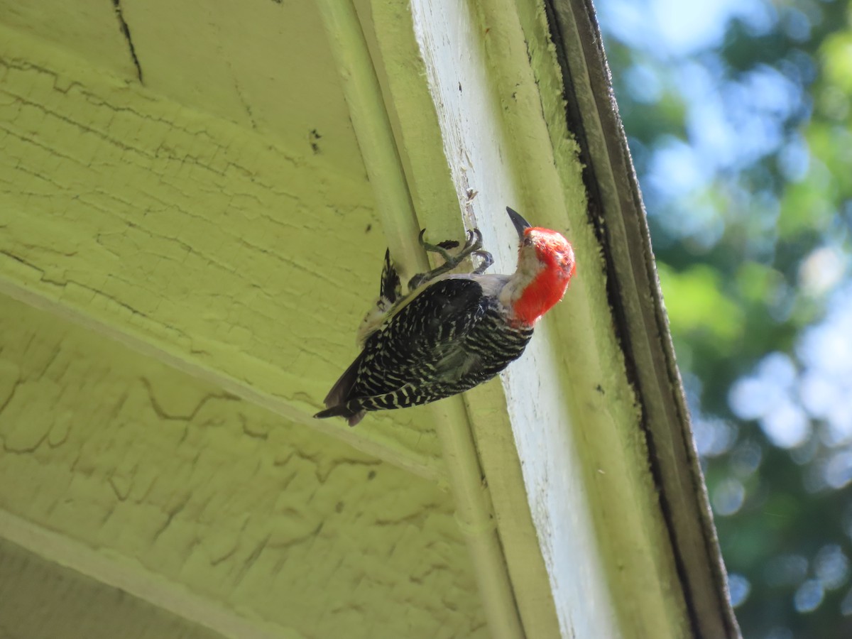 Red-bellied Woodpecker - Linda Duncan