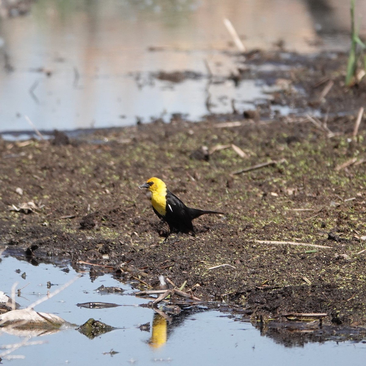 Yellow-headed Blackbird - ML620342905