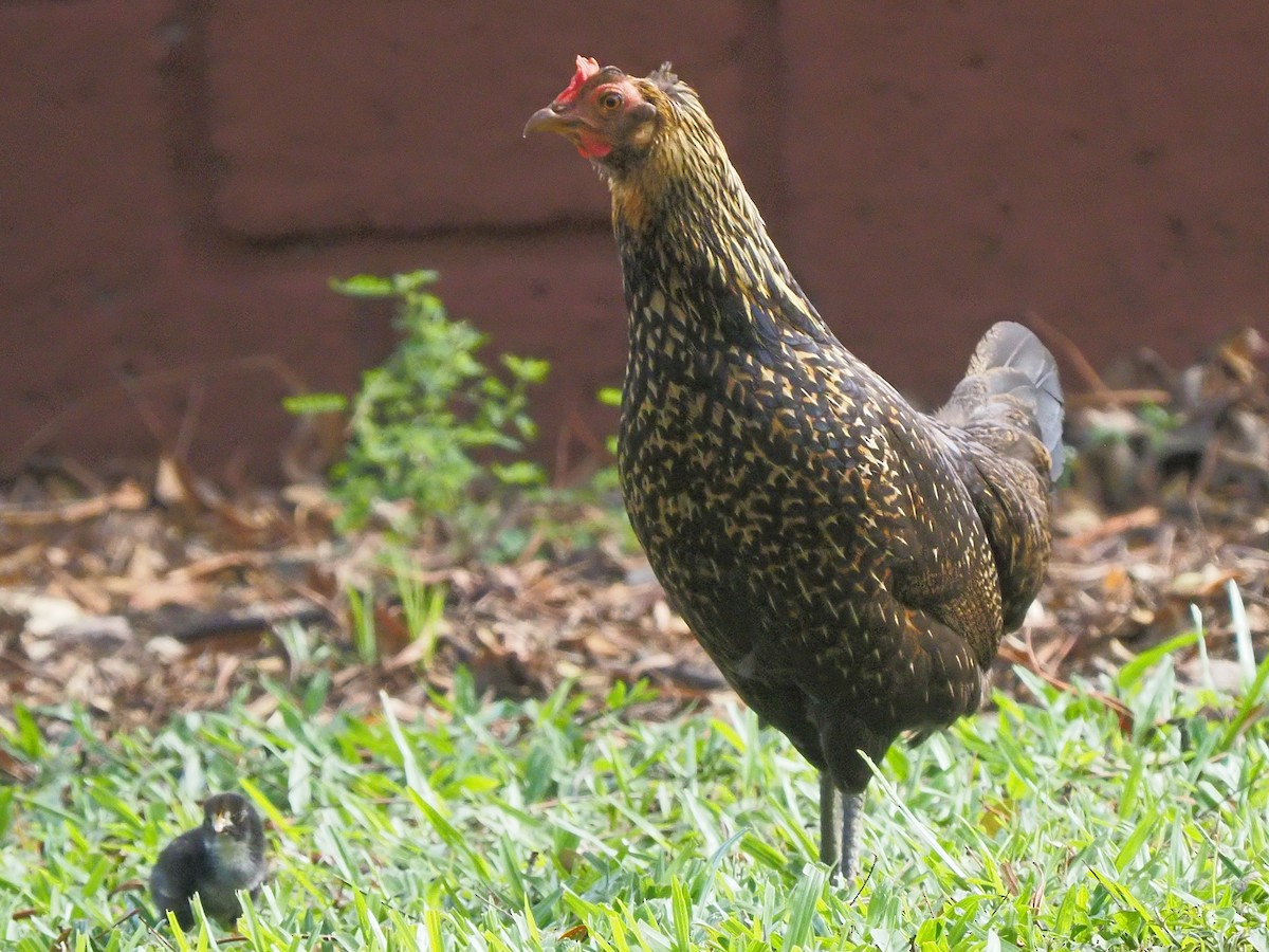 Red Junglefowl (Domestic type) - ML620342915