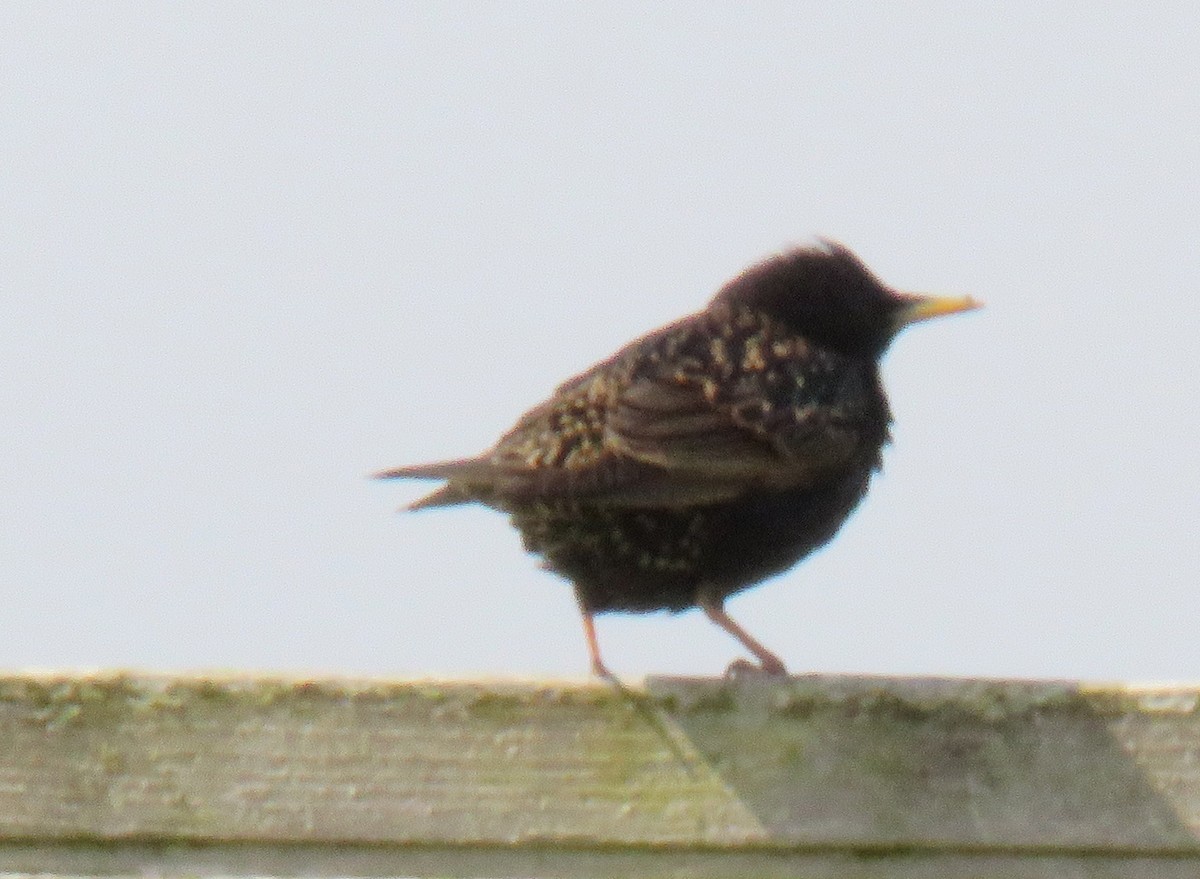 European Starling - ML620342917