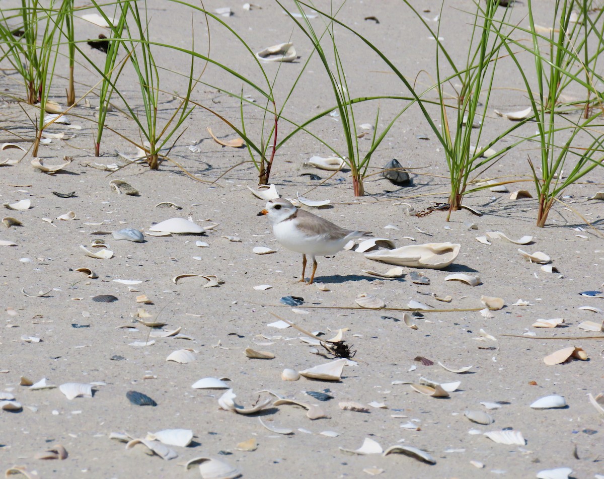 Piping Plover - ML620342925