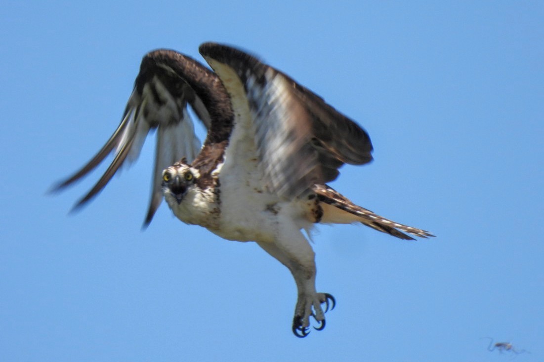 Águila Pescadora - ML620342939