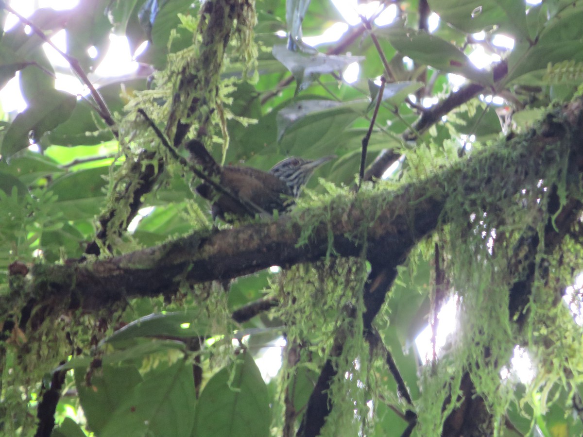 Stripe-breasted Wren - ML620342942