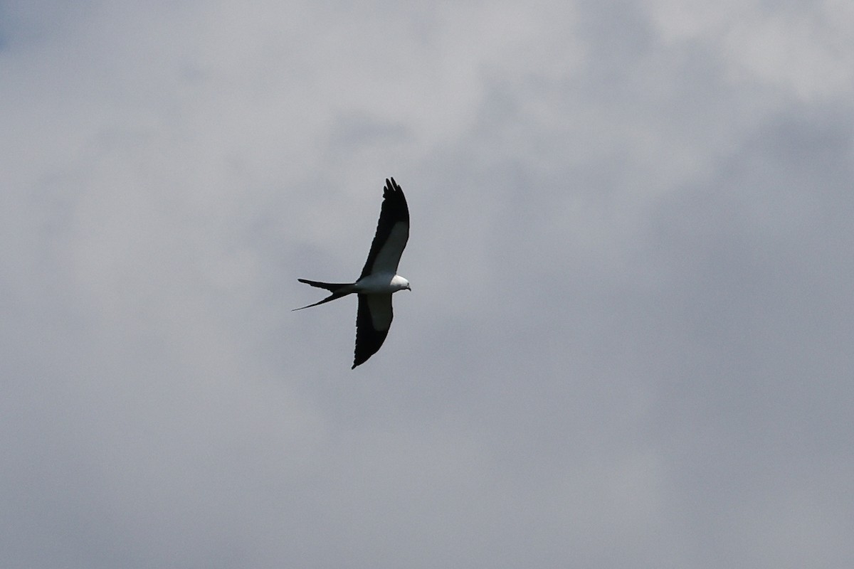 Swallow-tailed Kite - ML620342943