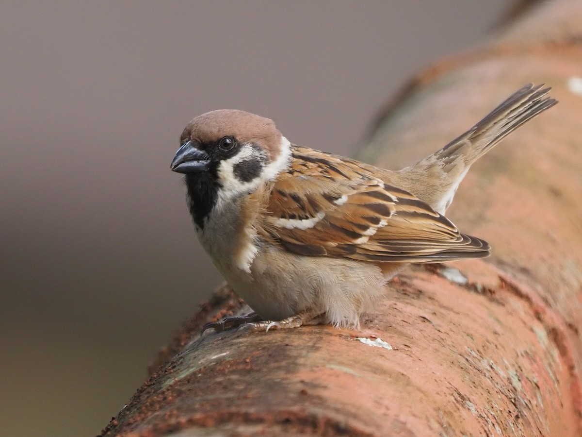 Eurasian Tree Sparrow - ML620342951
