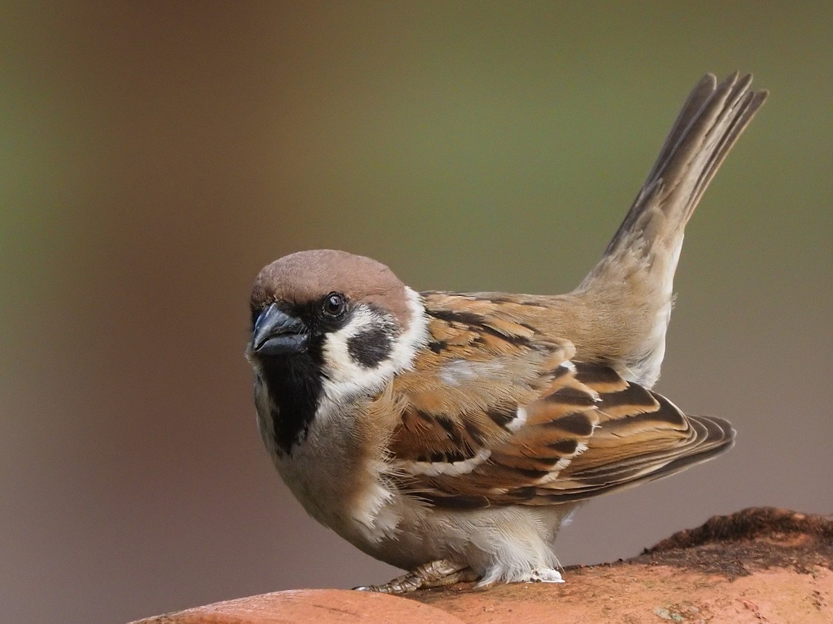 Eurasian Tree Sparrow - ML620342952