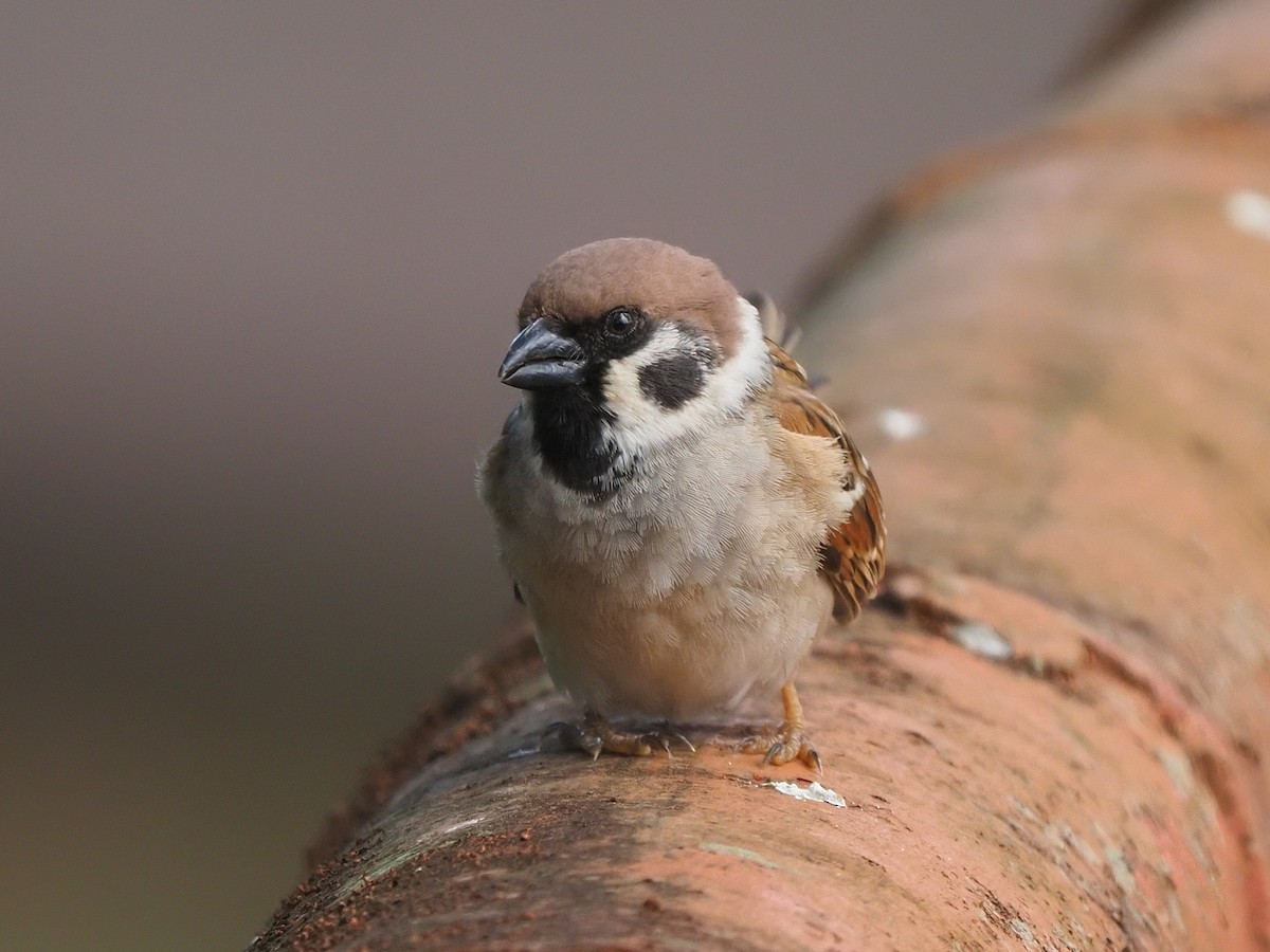 Eurasian Tree Sparrow - ML620342953