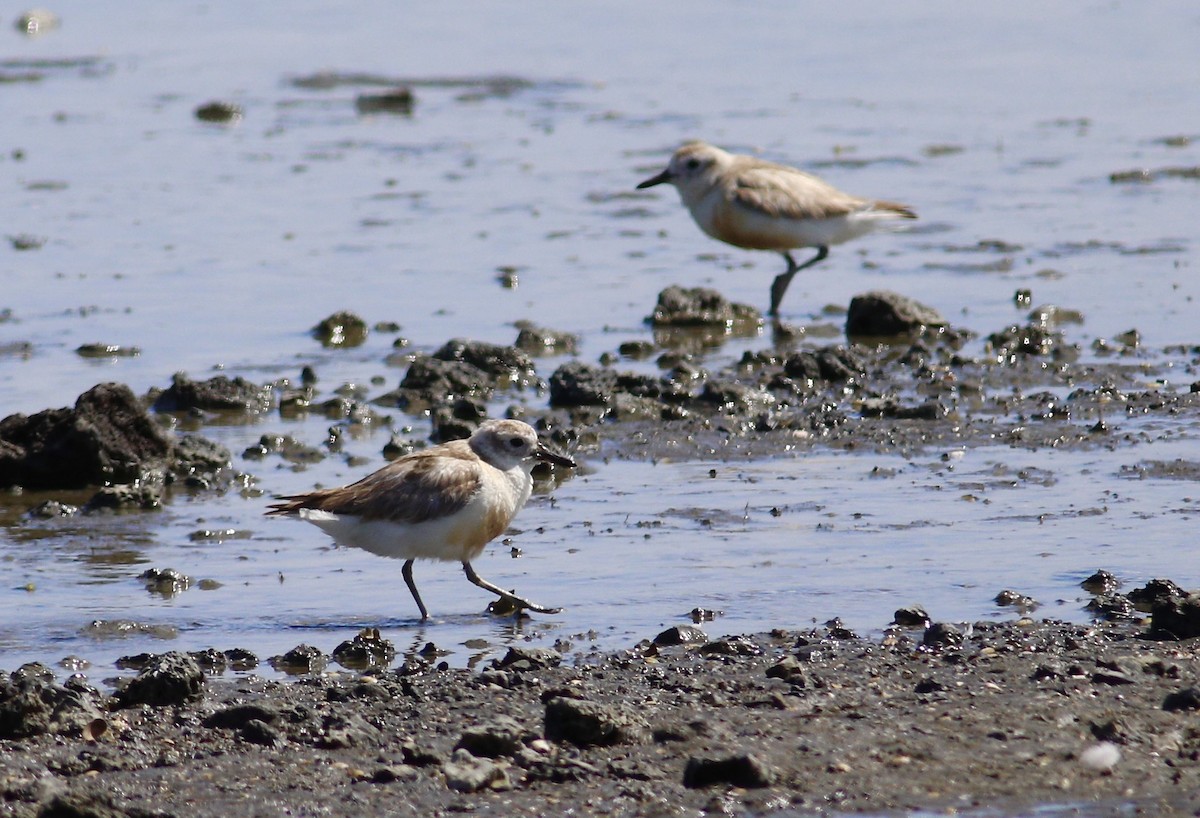 Red-breasted Dotterel - ML620342955