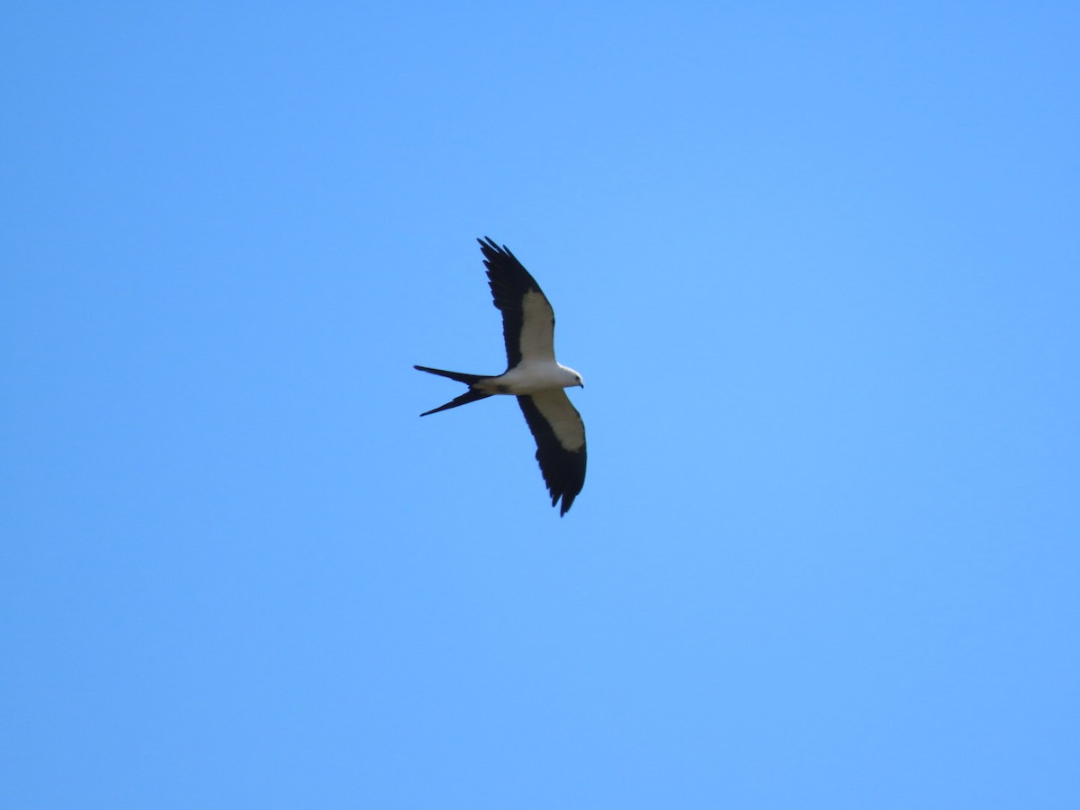 Swallow-tailed Kite - ML620342957