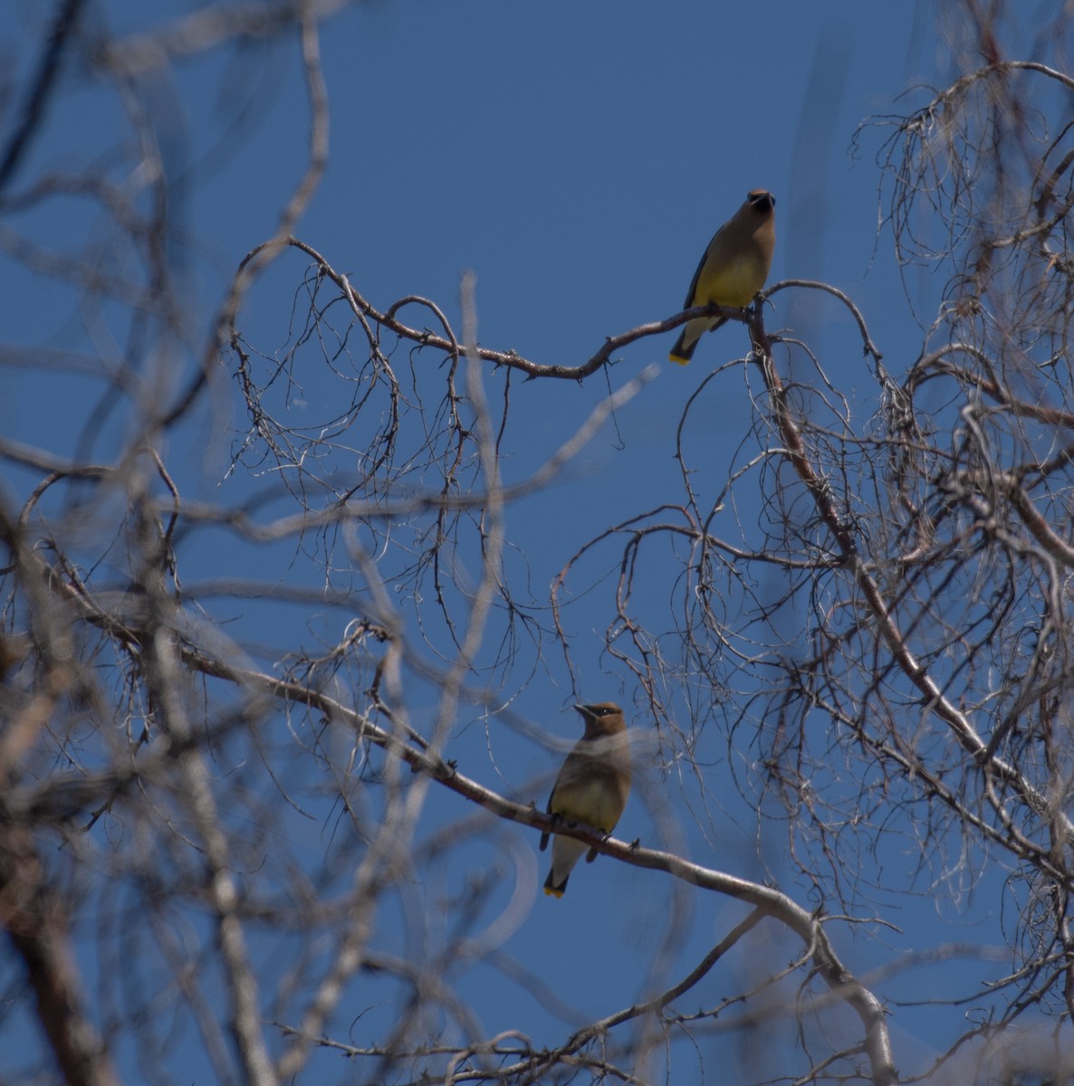 Cedar Waxwing - ML620342971