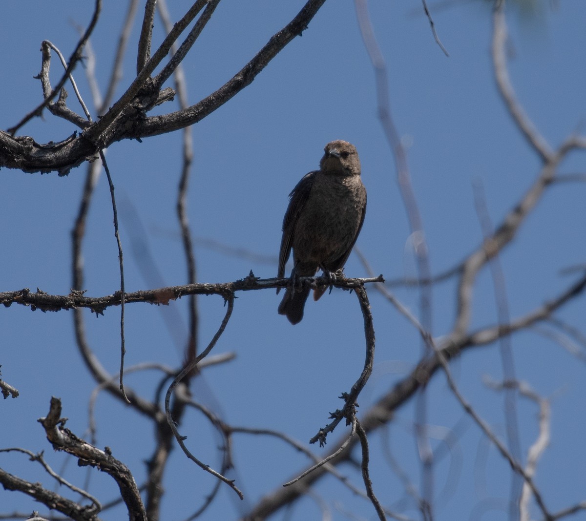 Brown-headed Cowbird - ML620342987