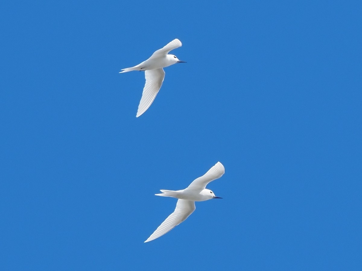 White Tern - ML620343005