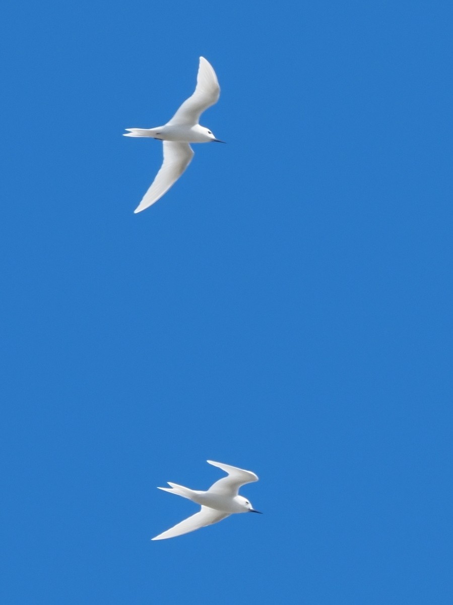 White Tern - ML620343006
