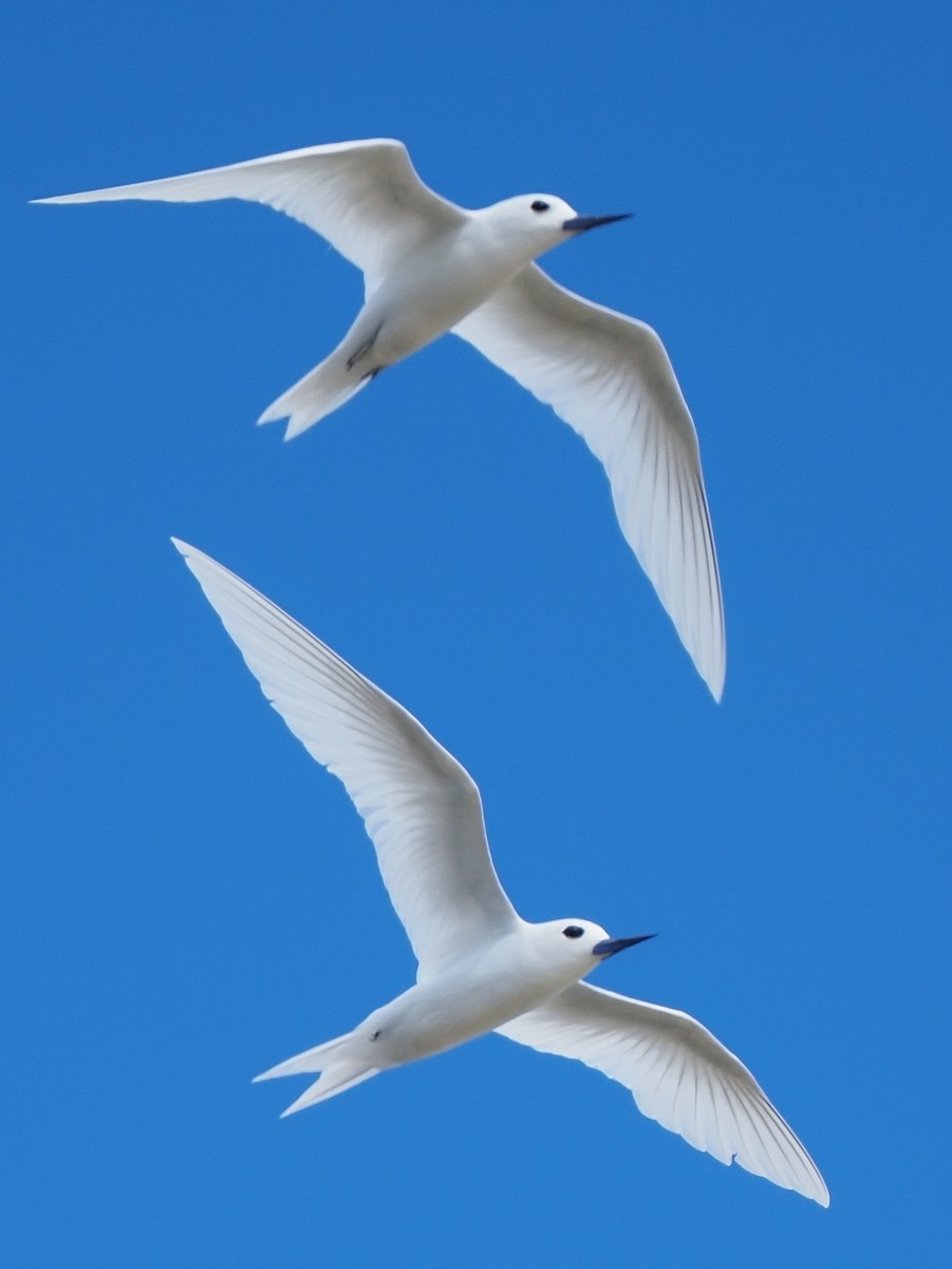 White Tern - ML620343007