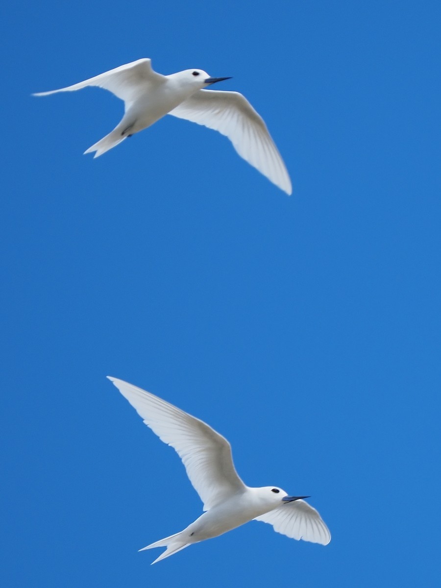 White Tern - ML620343008