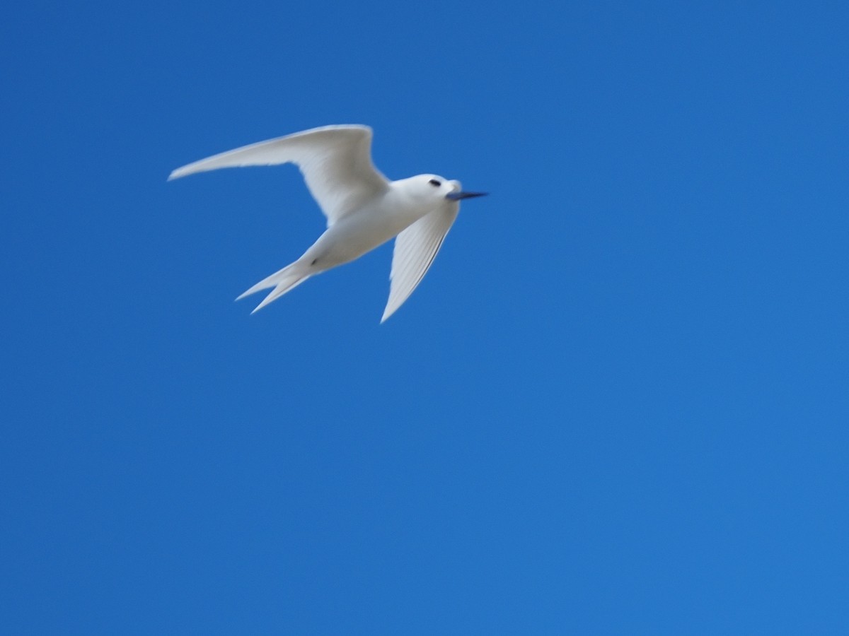 White Tern - ML620343009