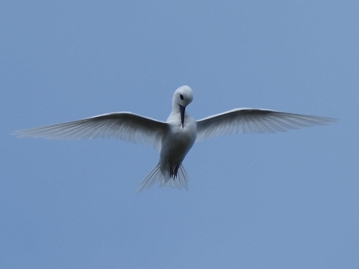 White Tern - ML620343019