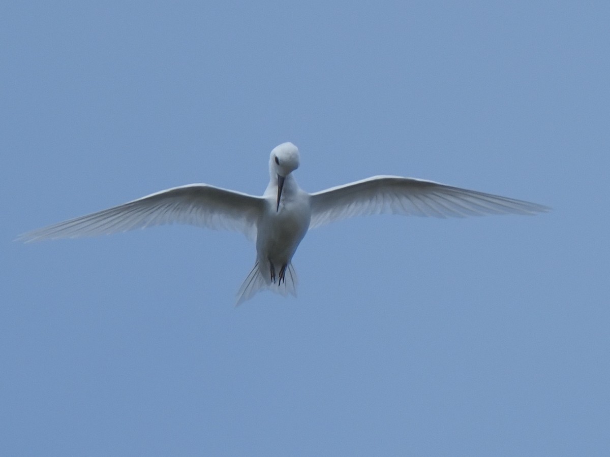 White Tern - ML620343020