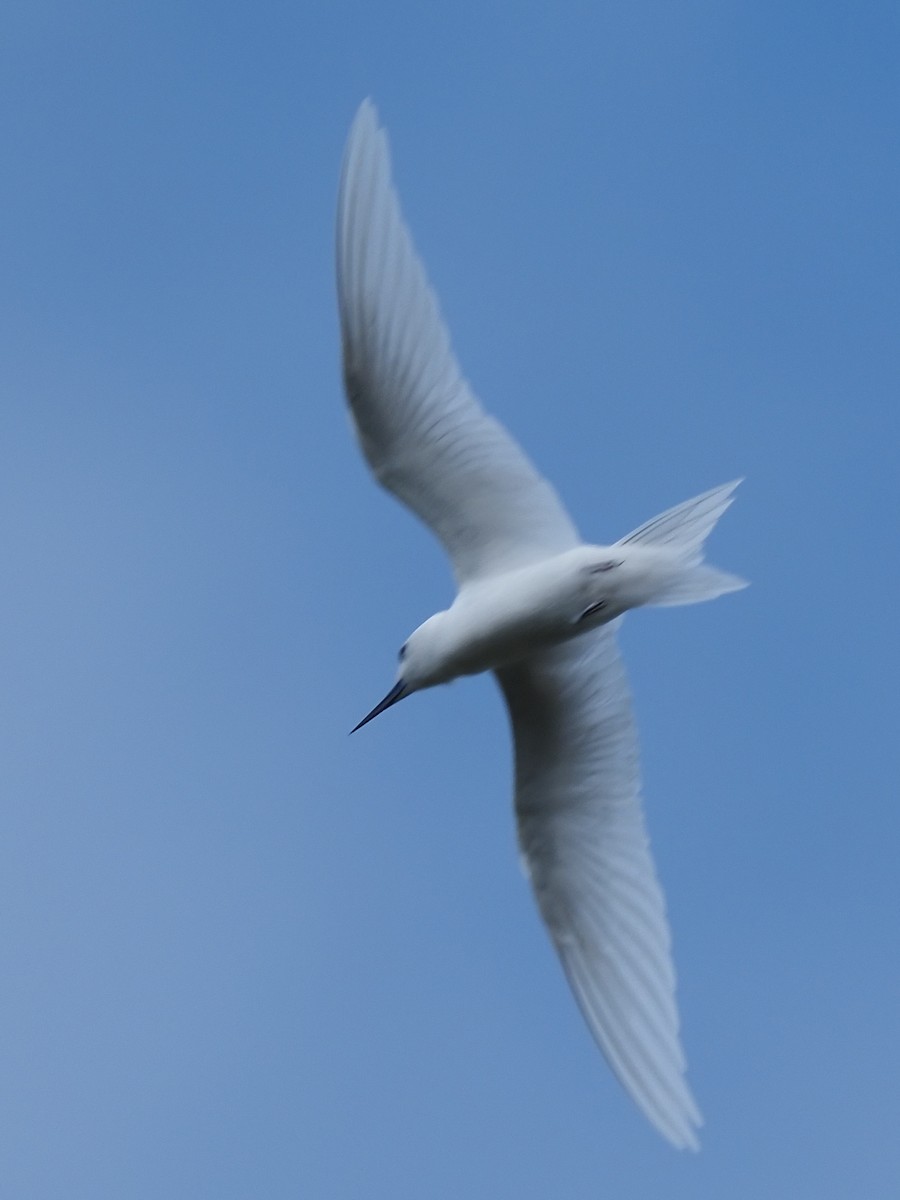 White Tern - Bert Frenz