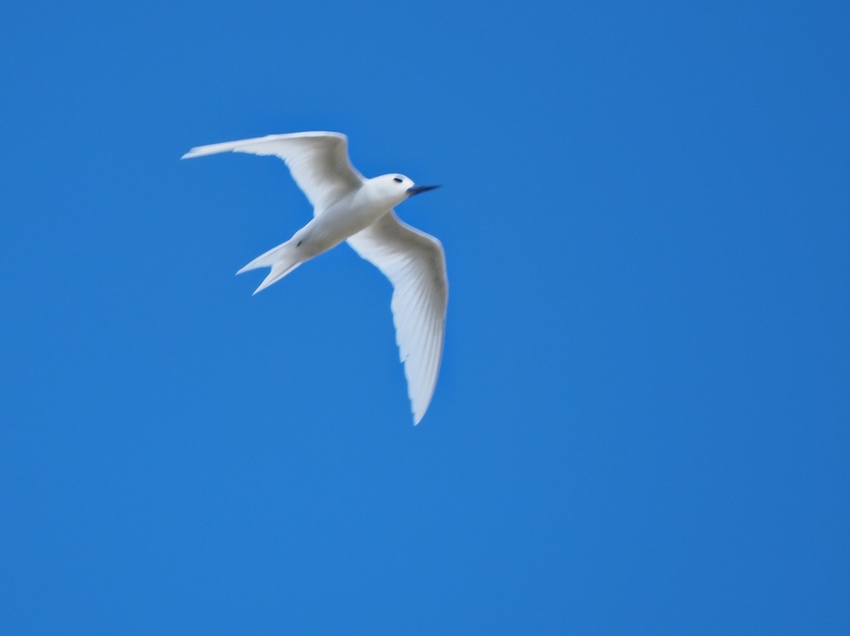 White Tern - ML620343022