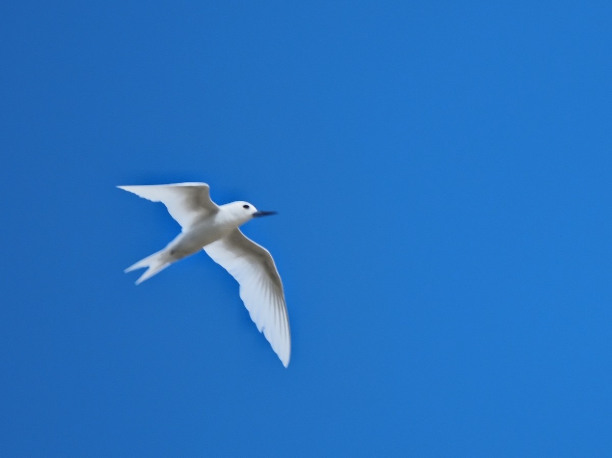 White Tern - ML620343023