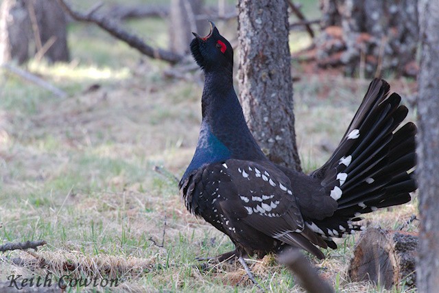 Black-billed Capercaillie - Keith Cowton