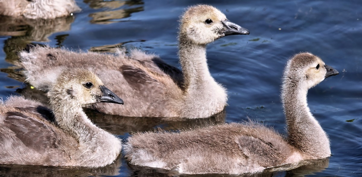 Canada Goose - ML620343054