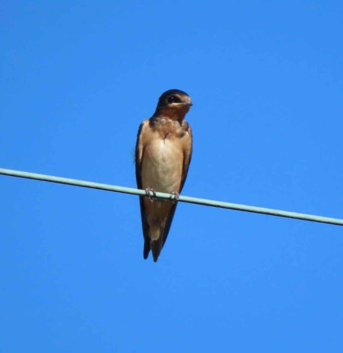 Barn Swallow - ML620343057