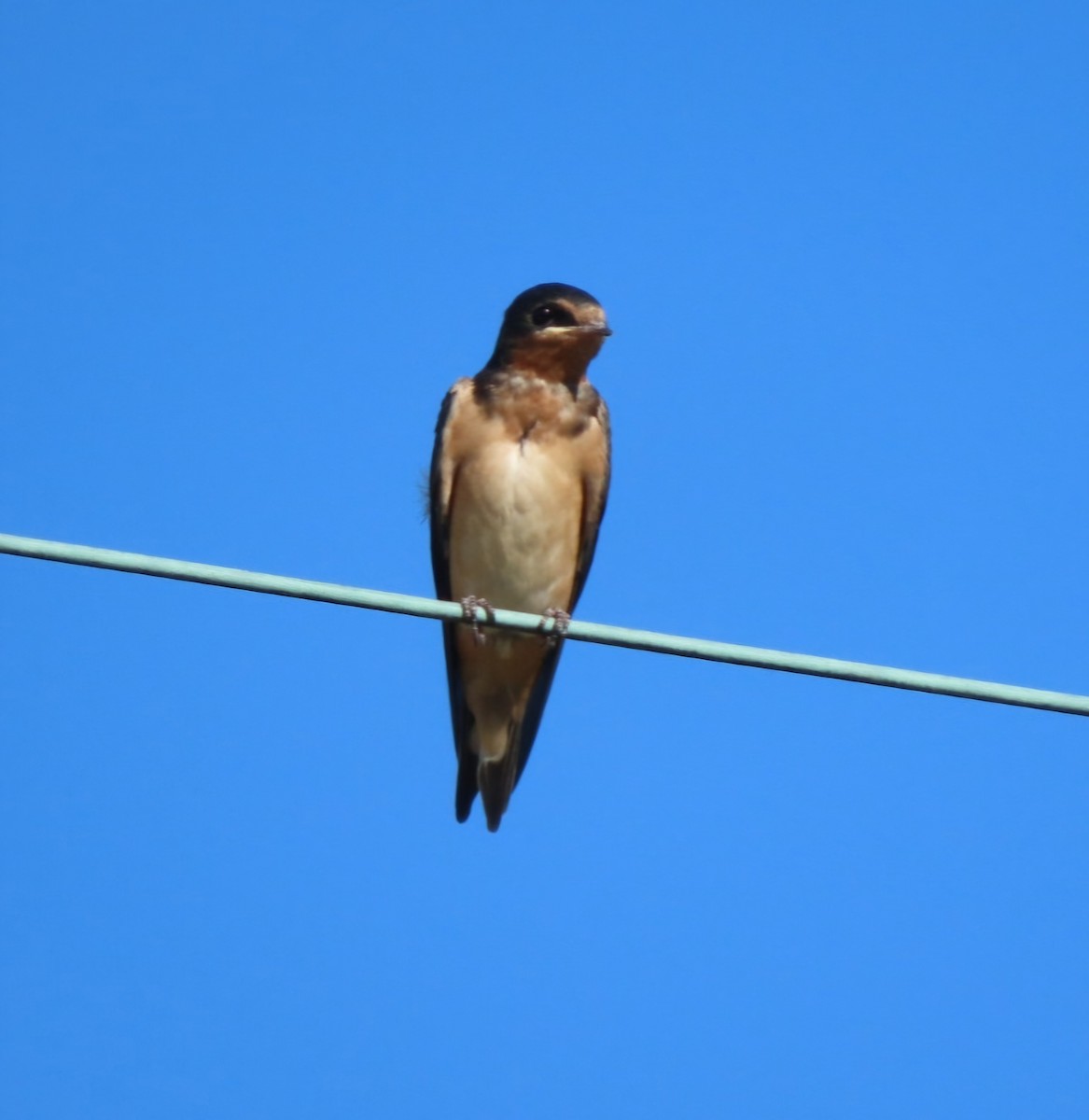 Golondrina Común - ML620343057