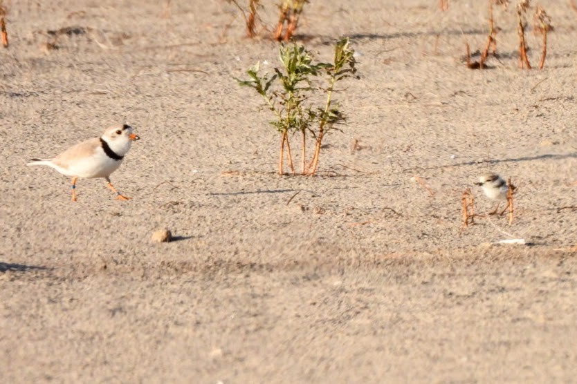 Piping Plover - ML620343064