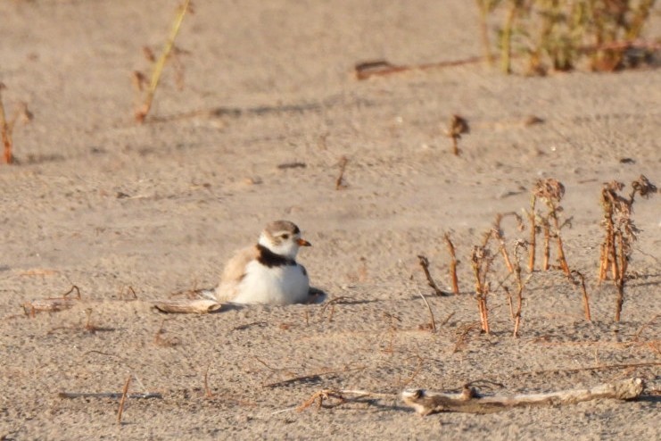 Piping Plover - ML620343065
