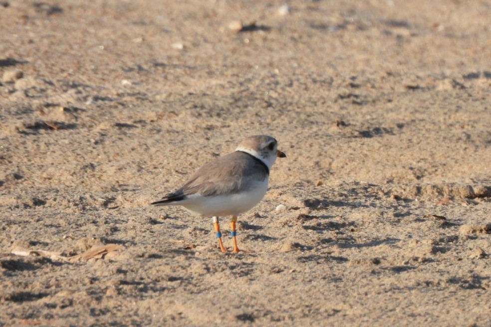 Piping Plover - ML620343066