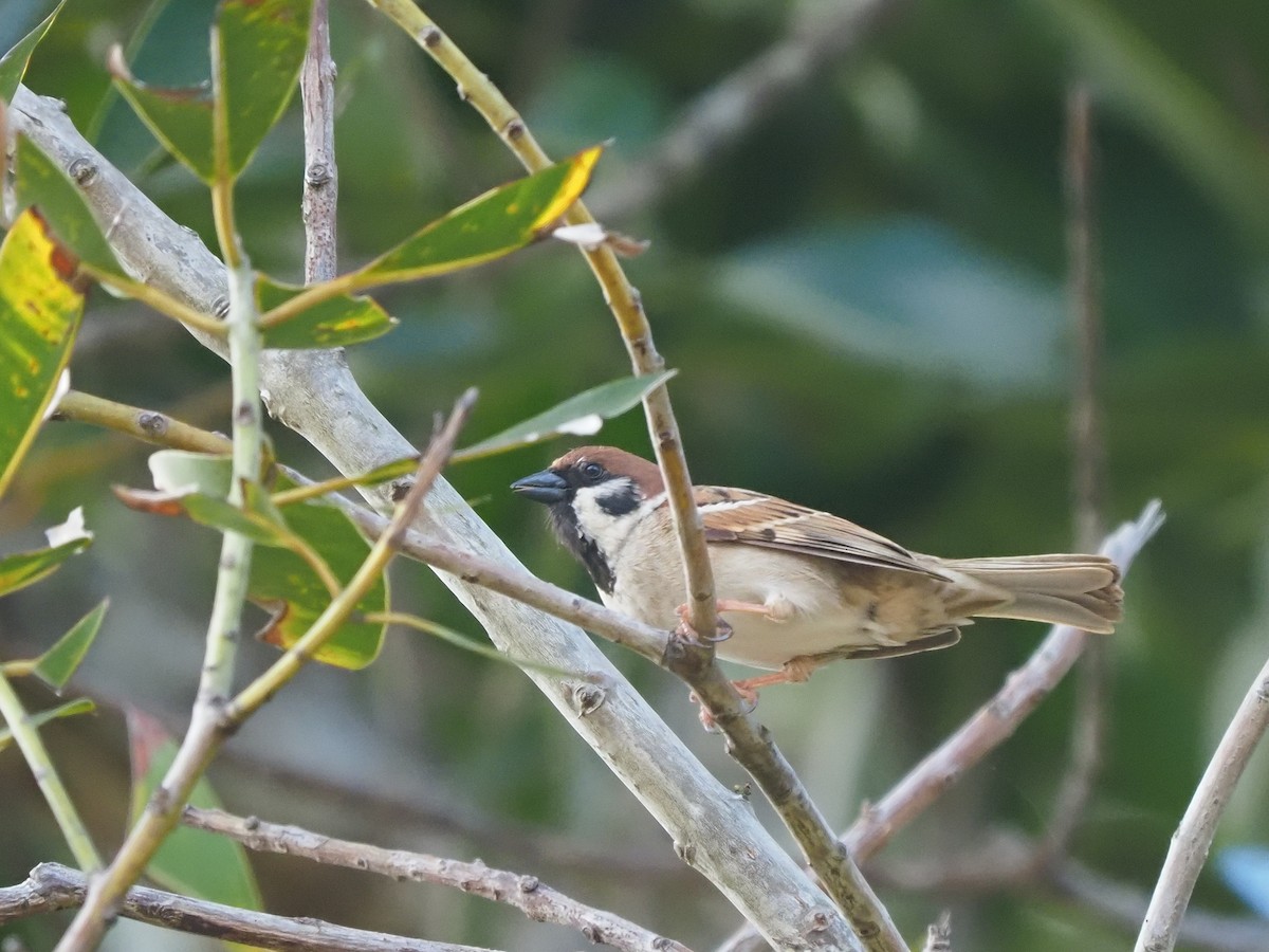 Eurasian Tree Sparrow - ML620343070