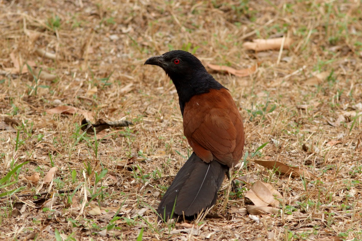 Greater Coucal - ML620343083