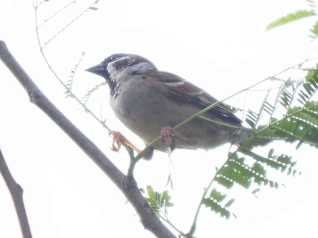 Eurasian Tree Sparrow - ML620343084