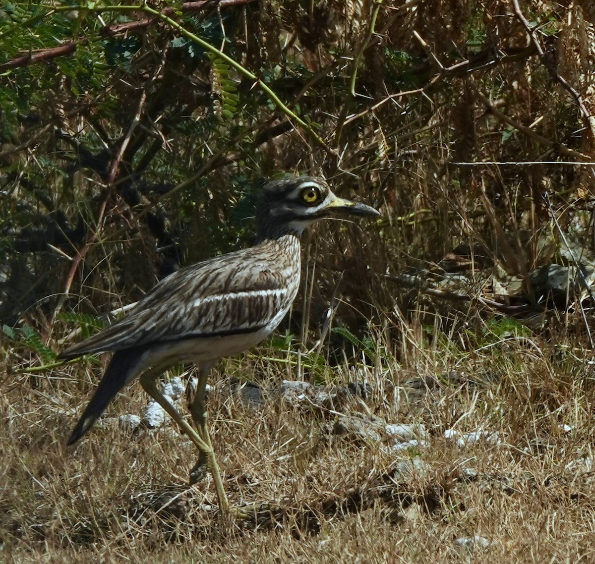 Indian Thick-knee - ML620343093