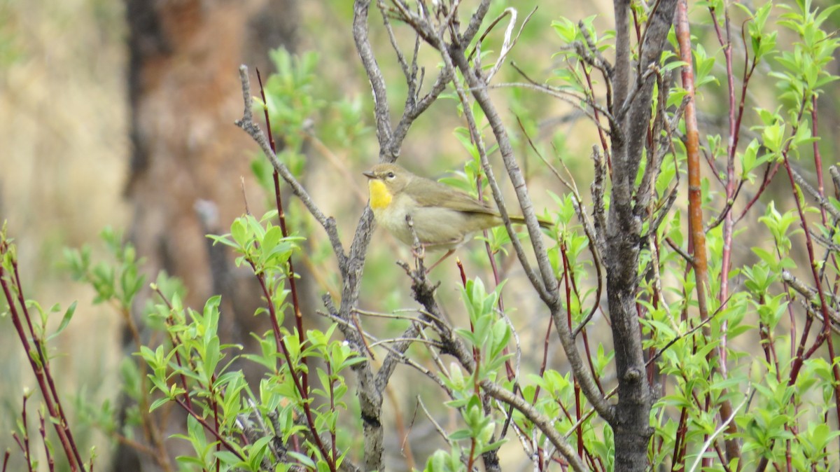 Common Yellowthroat - ML620343095