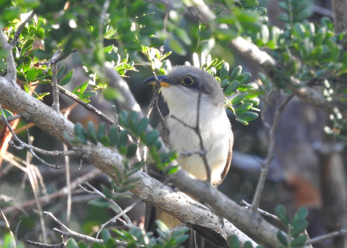 Mangrove Cuckoo - ML620343106