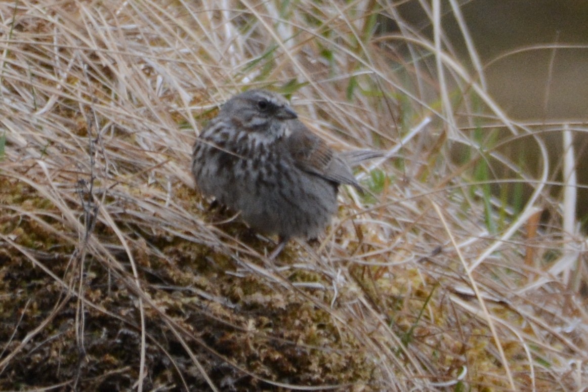 Song Sparrow - Cathy Pasterczyk