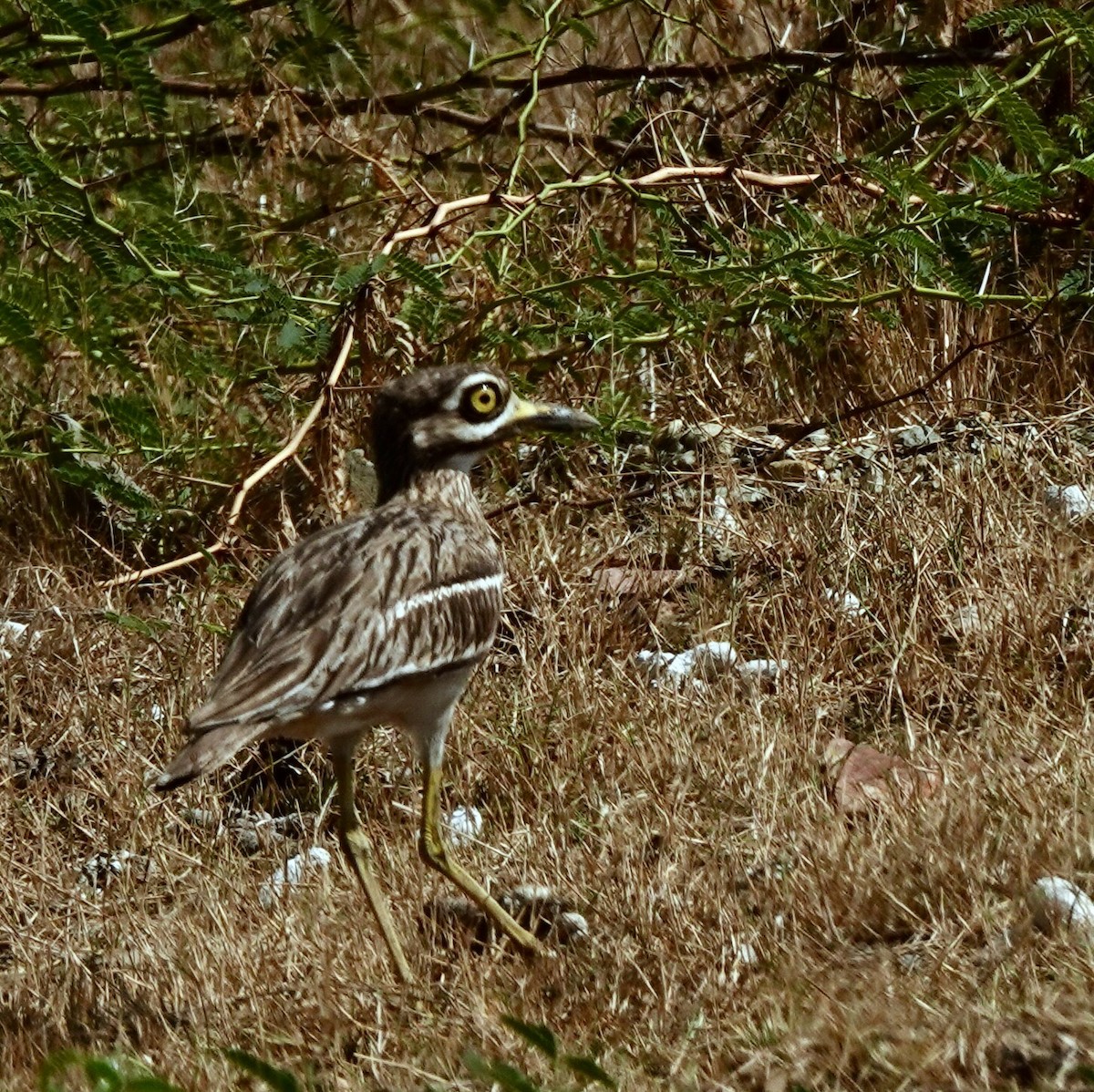 Indian Thick-knee - ML620343158