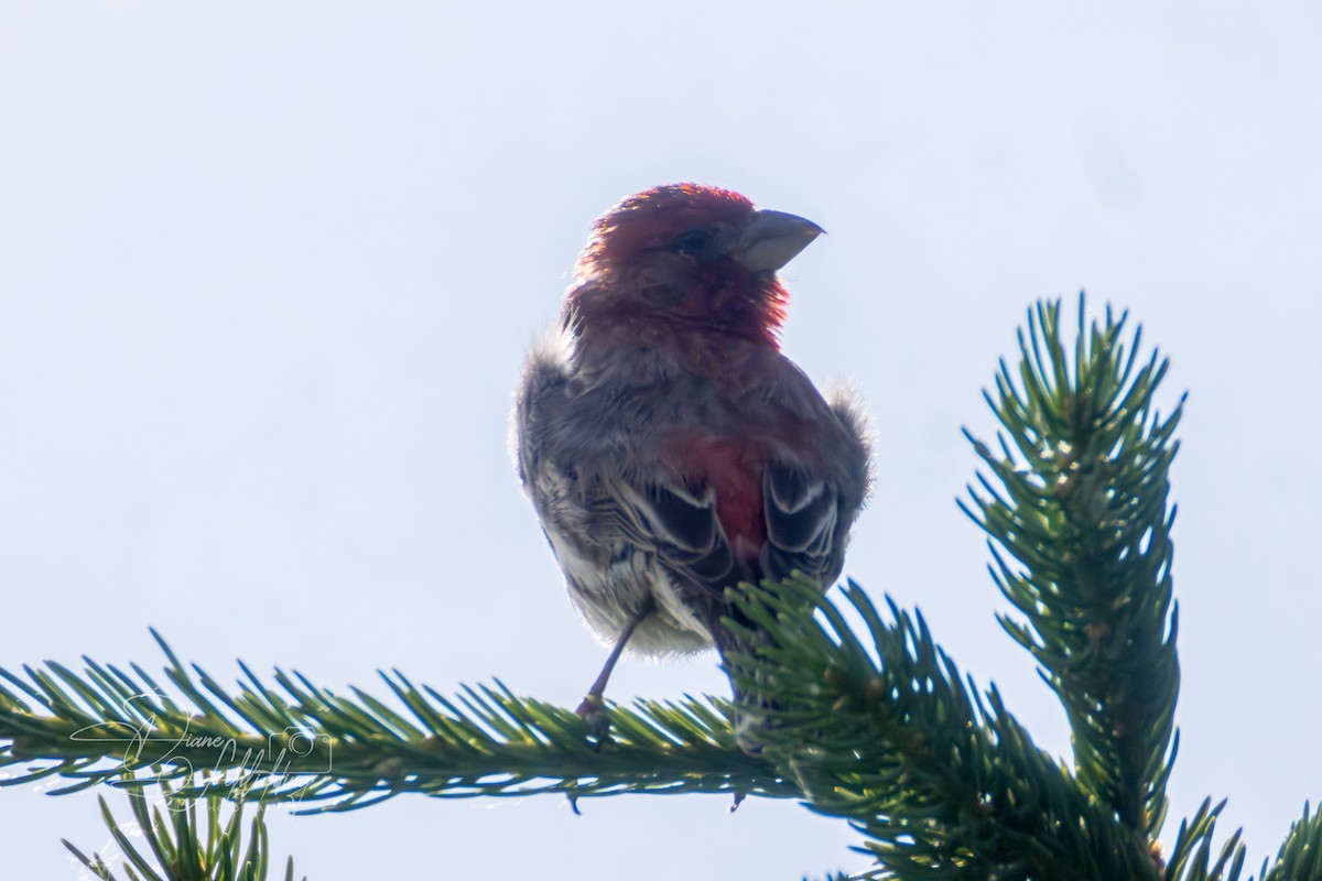 House Finch - ML620343159