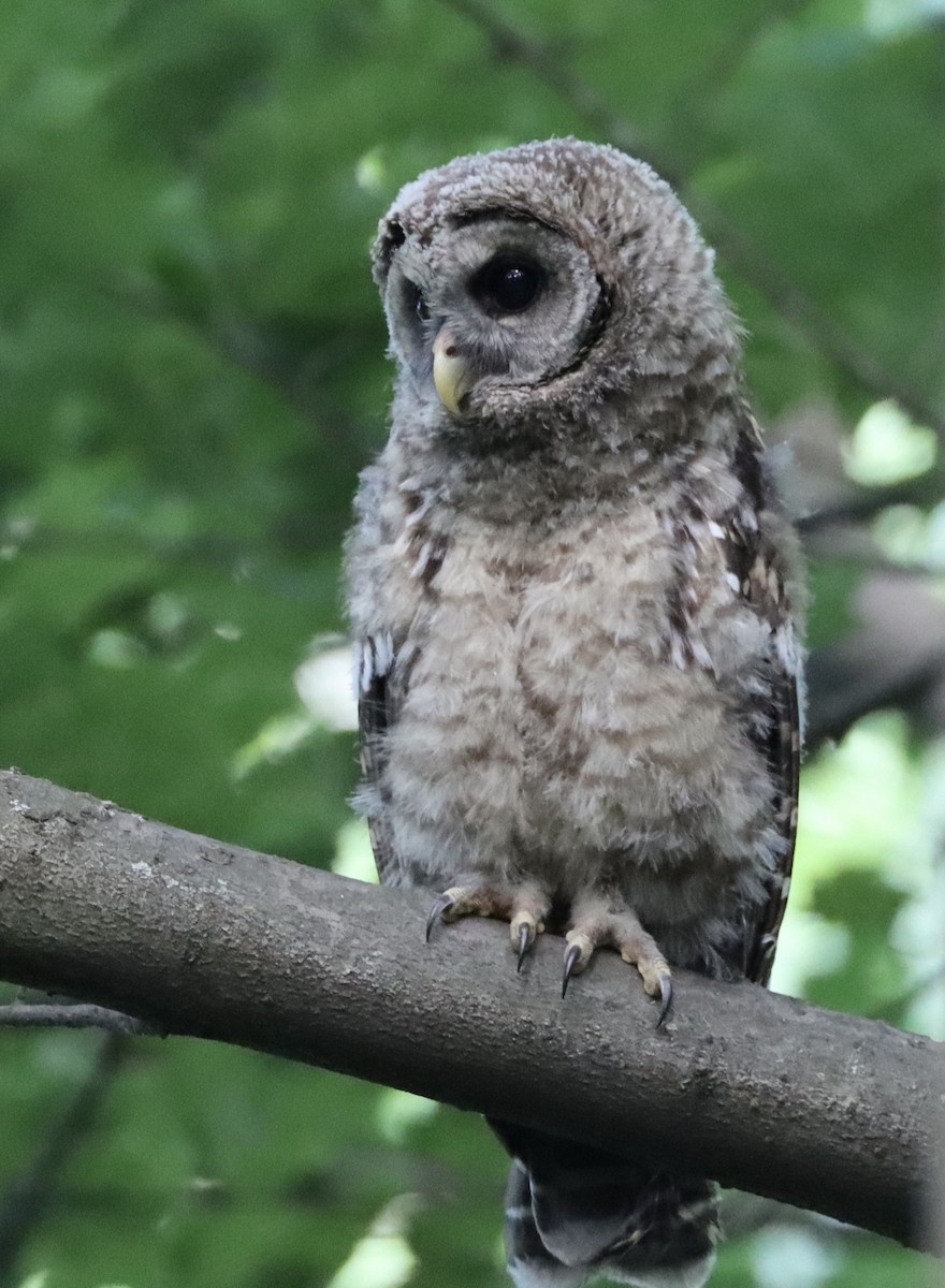 Barred Owl - ML620343166