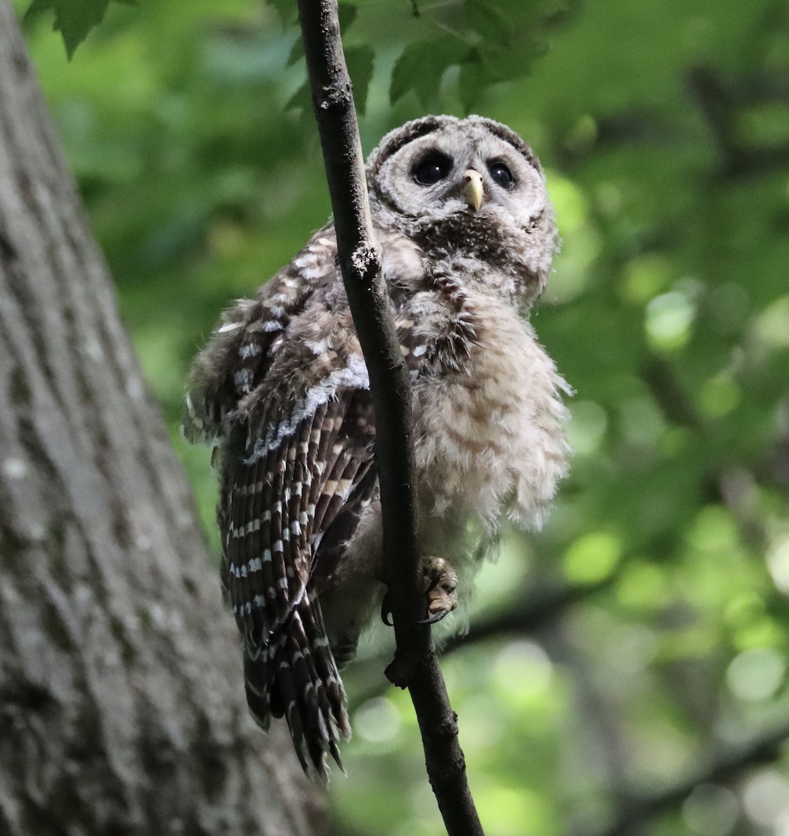 Barred Owl - ML620343172