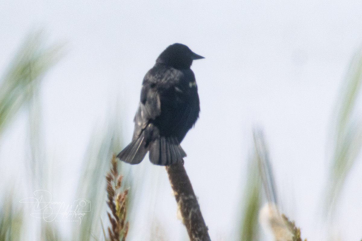 Red-winged Blackbird - ML620343174